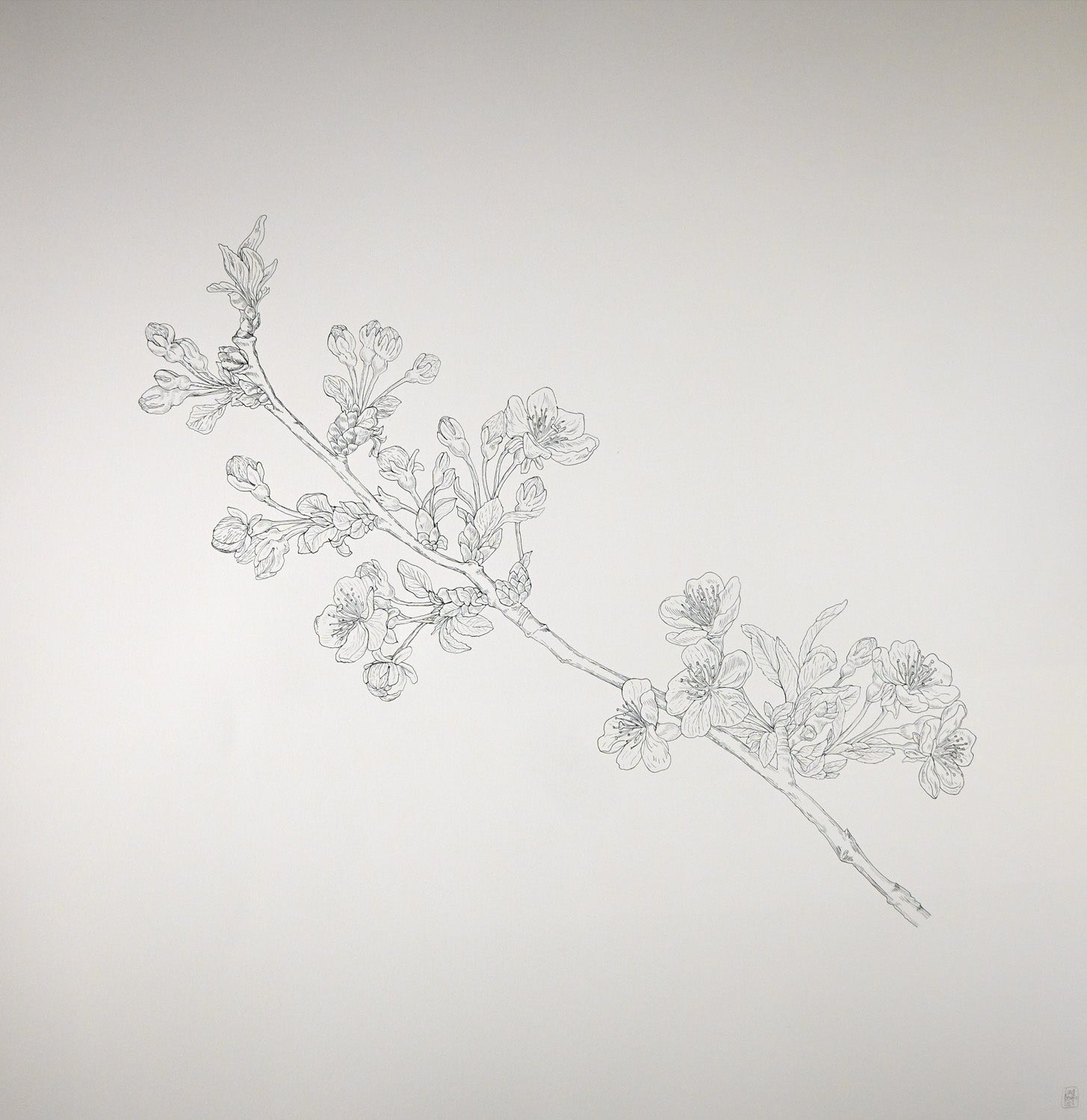 Serie Blossom