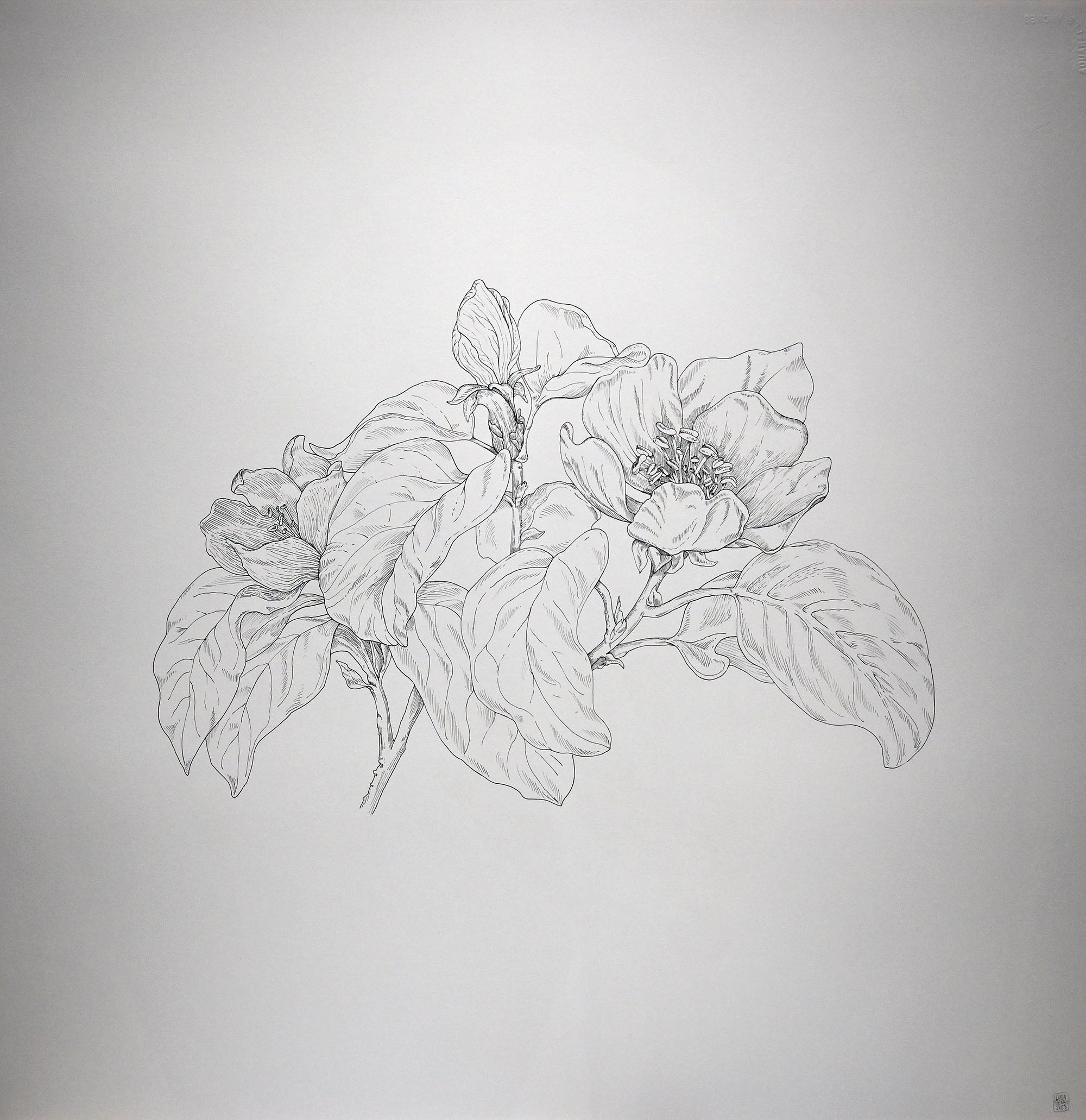 Serie Blossom