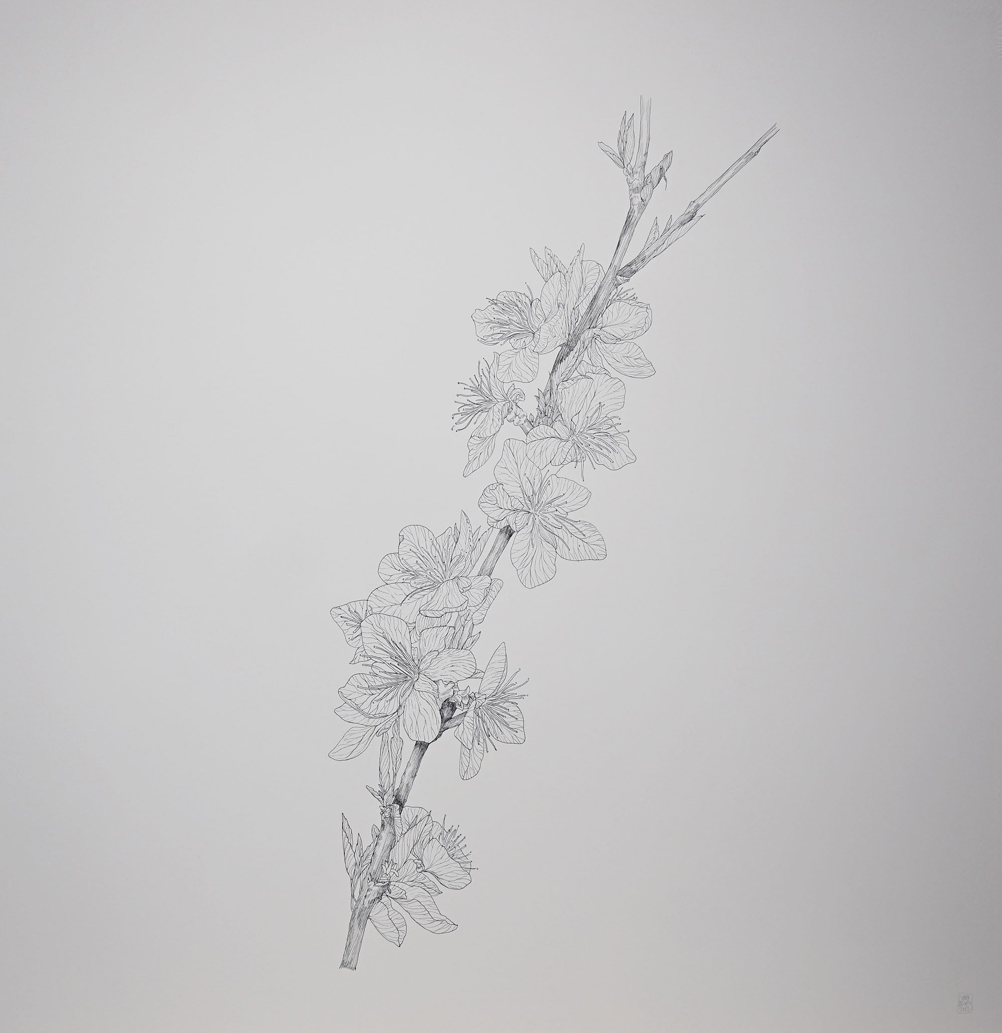 Serie Blossom